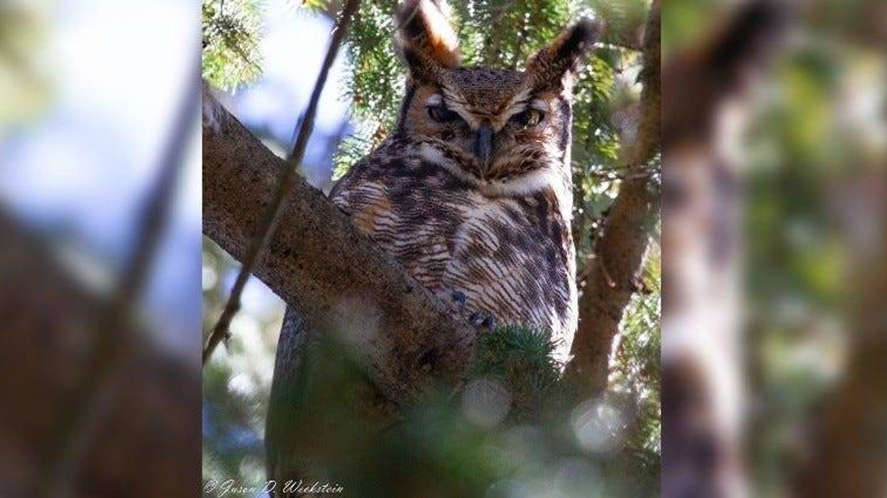 Great Horned Owl at West Laurel Hill Cemetery in the 2019 Great Backyard Bird Count.