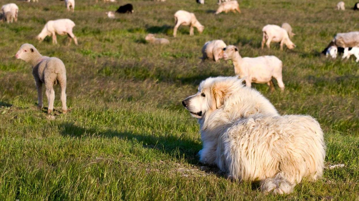 Great Pyrenees sheepdog