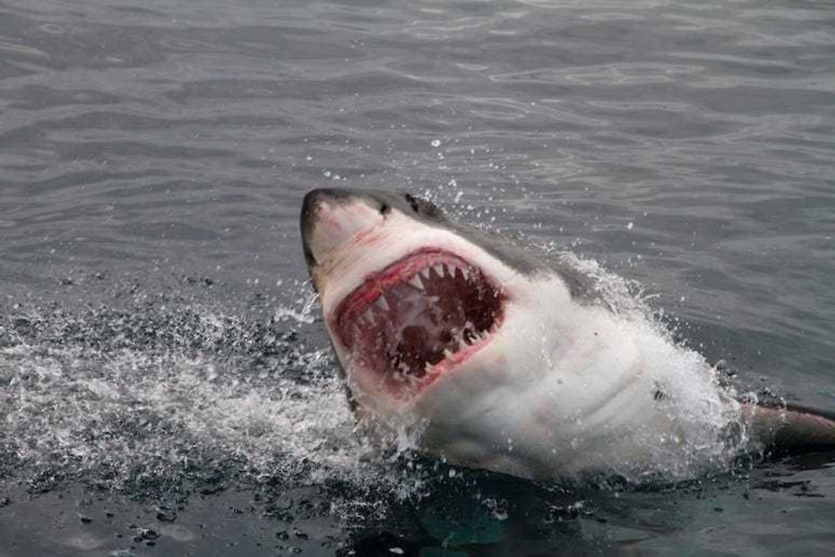 Great White, Shark, Attack, Teeth, Ocean