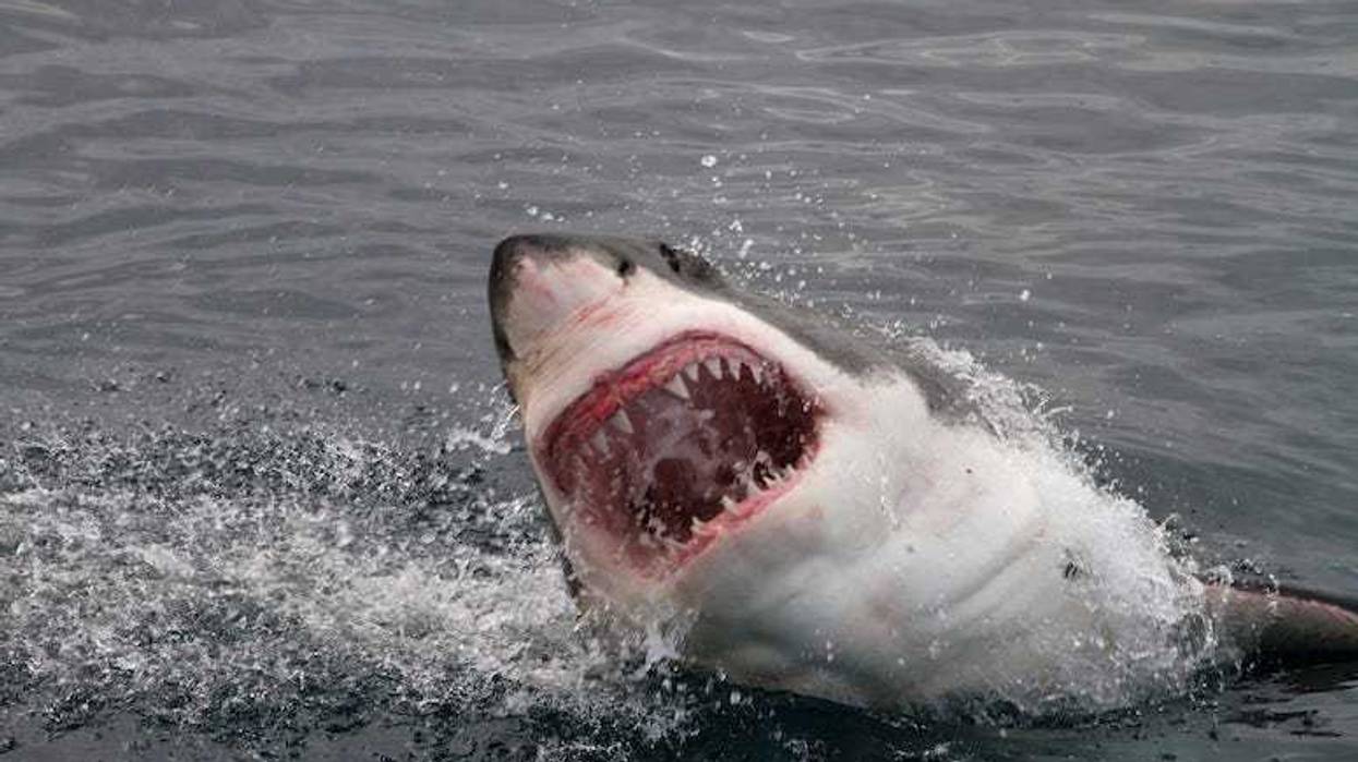 Great White, Shark, Attack, Teeth, Ocean