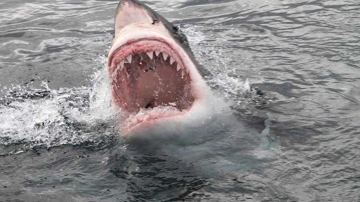 Great white shark attack