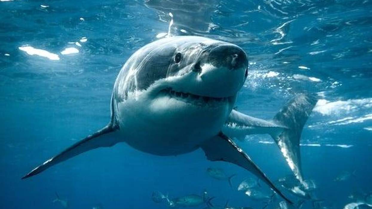 Great white shark below the ocean’s surface