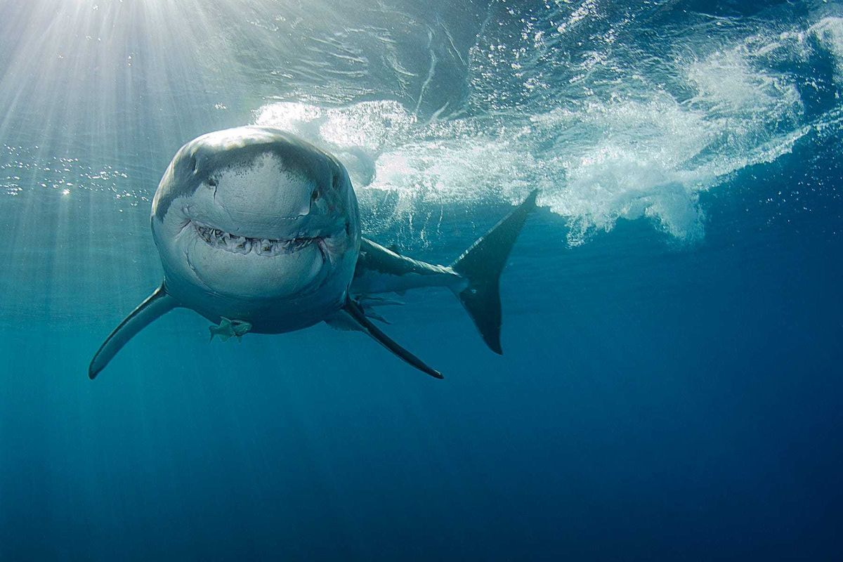 Great White shark off the coast of Mexico.