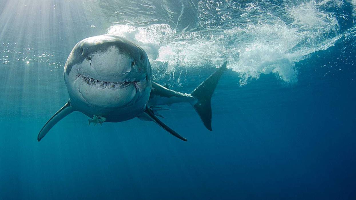 Great white shark