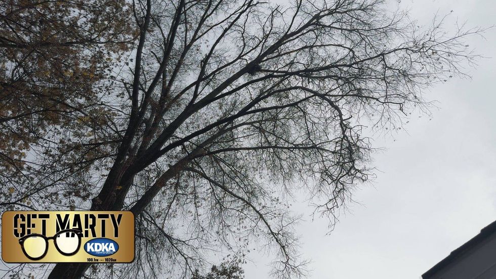 Greater Pitt Tree Service is removing dead limbs and trimming trees endangering Julia