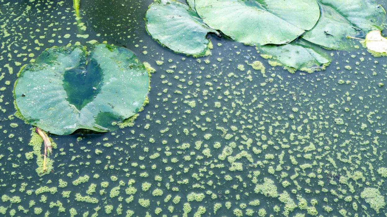 Green algae in the garden pond
