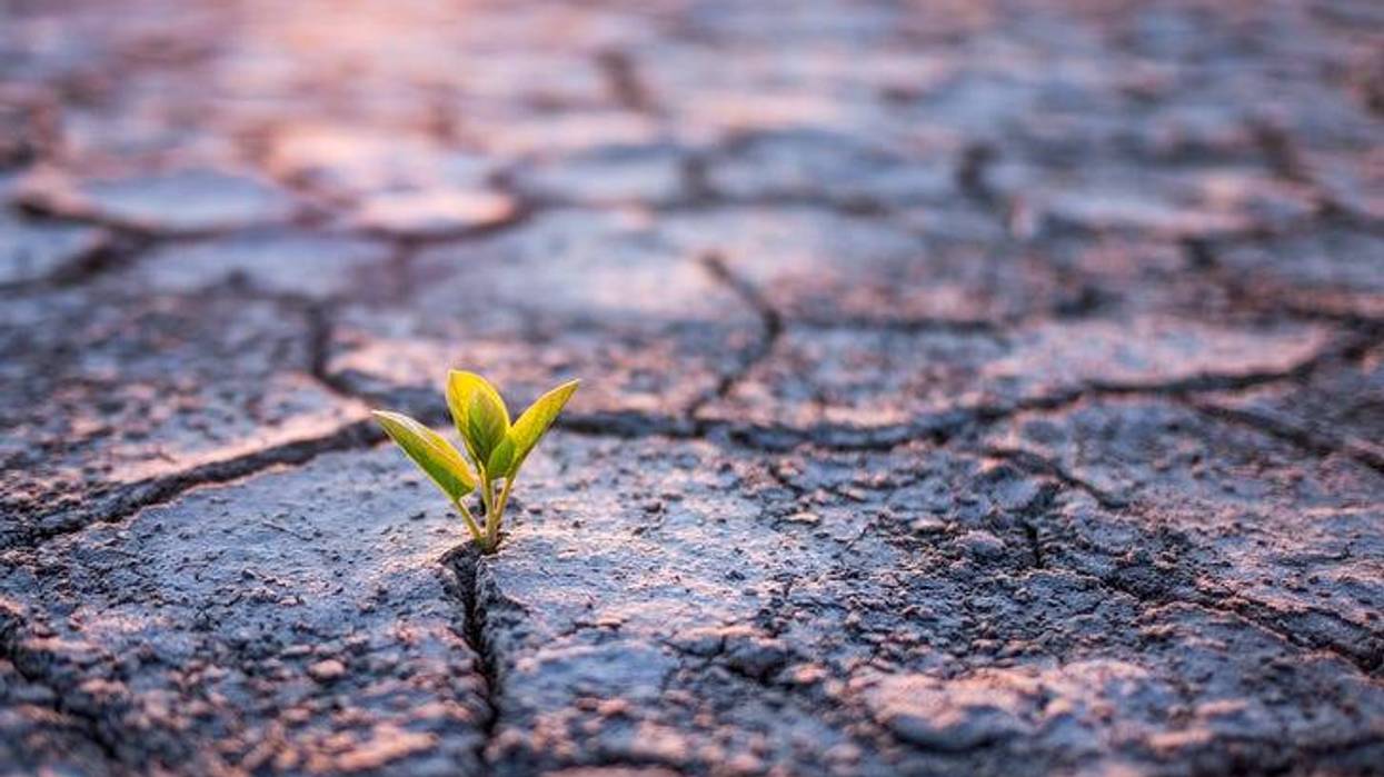Green plant sprout in cracked soil