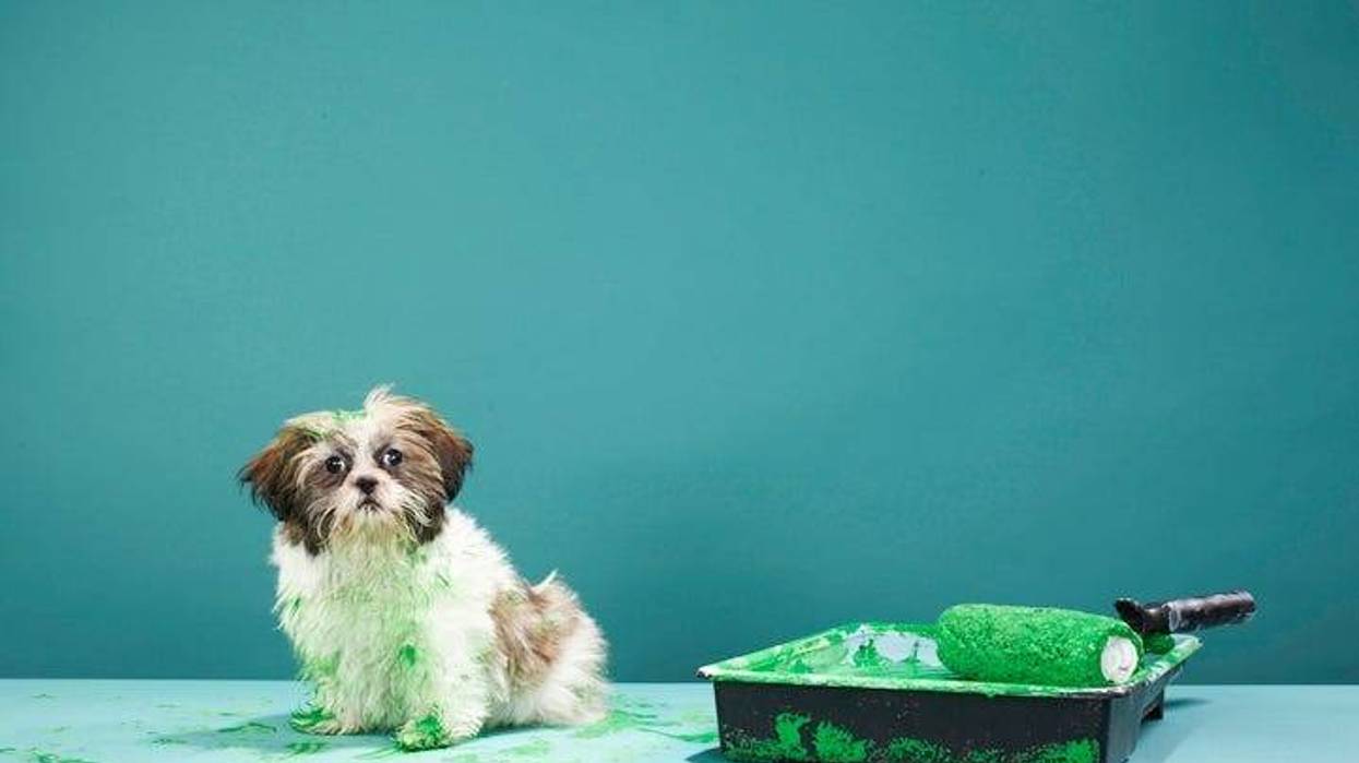 Green puppy