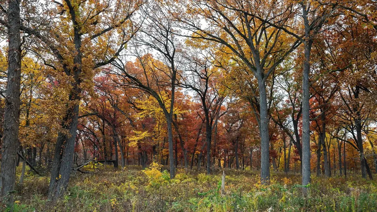 Forest preserve in Naperville getting a multi-million-dollar upgrade