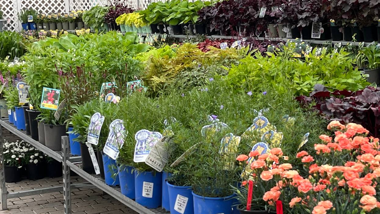 Spring chill delays gardeners' go time