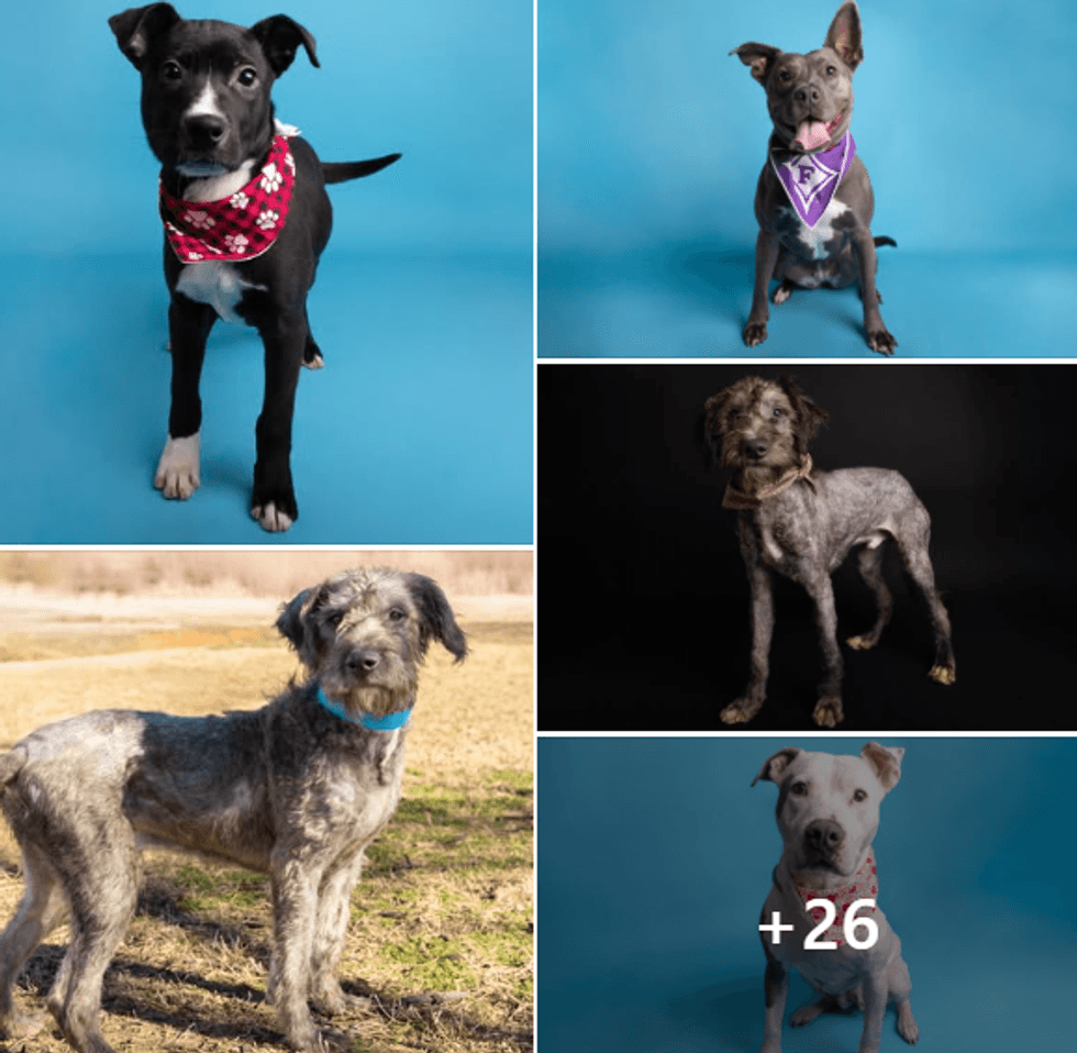 Greenville Humane Society FB page