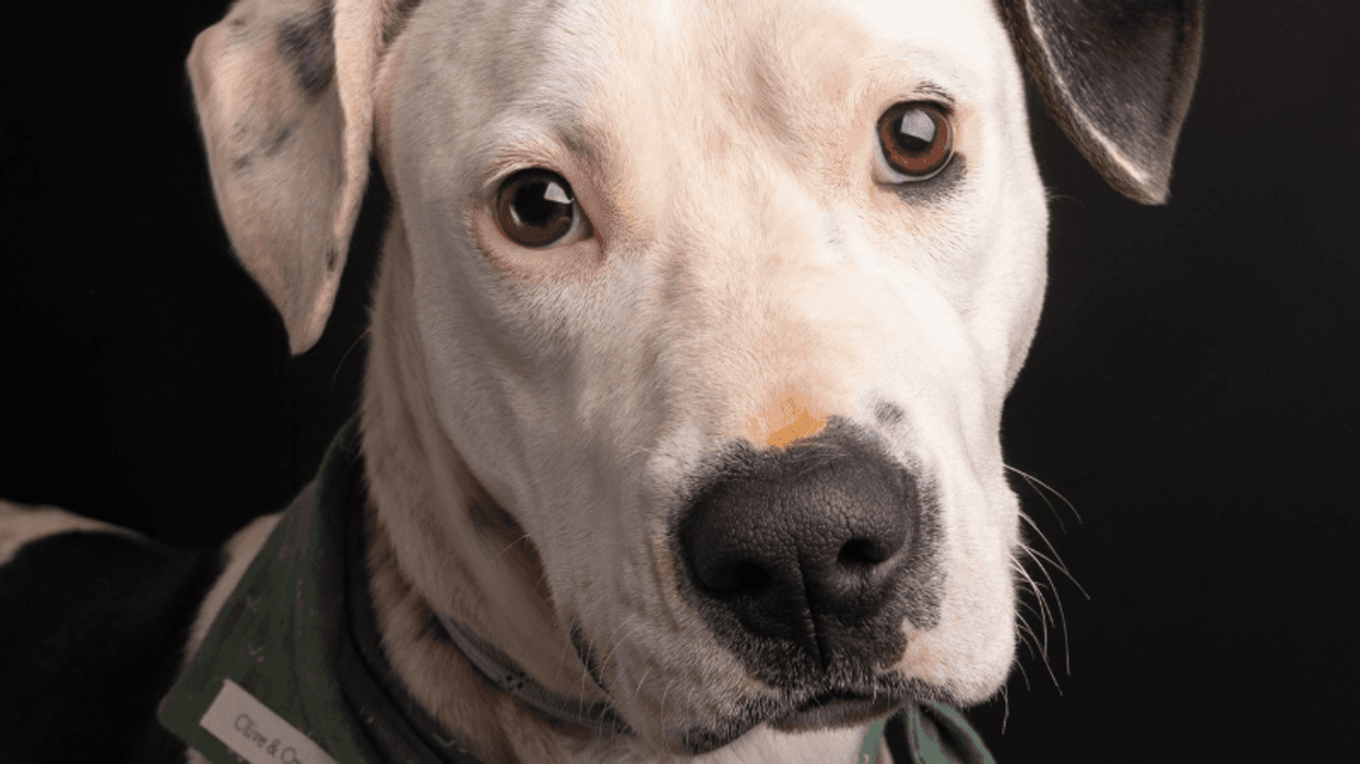 Greenville Humane Society FB page