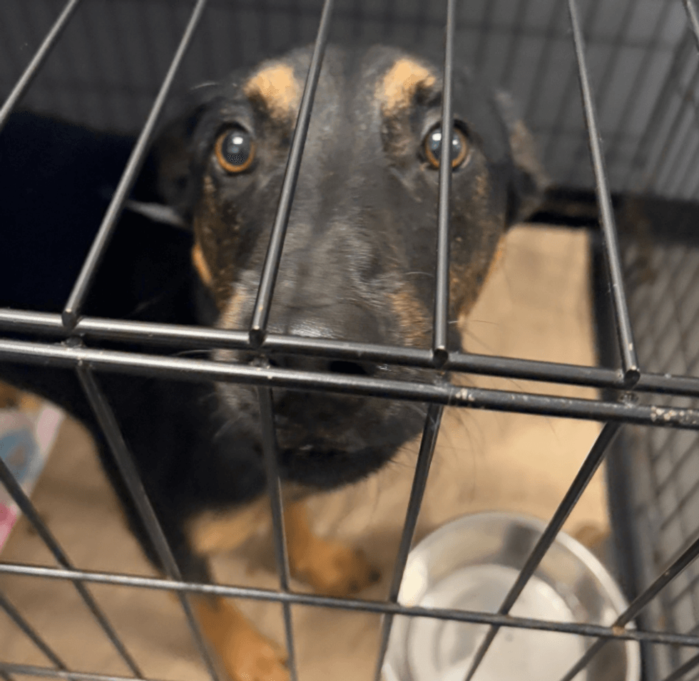 Greenville Humane Society FB page