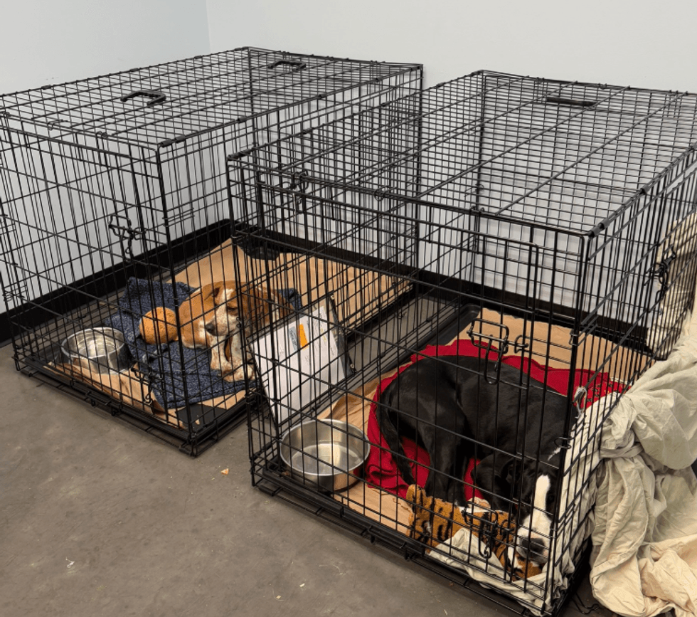 Greenville Humane Society FB page