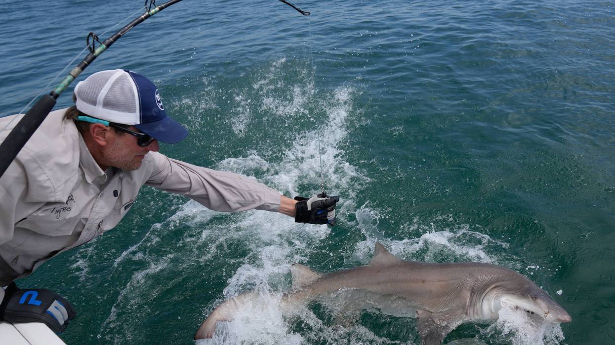 Researchers catch sharks off NY's Hamptons, attach trackers to toothy predators