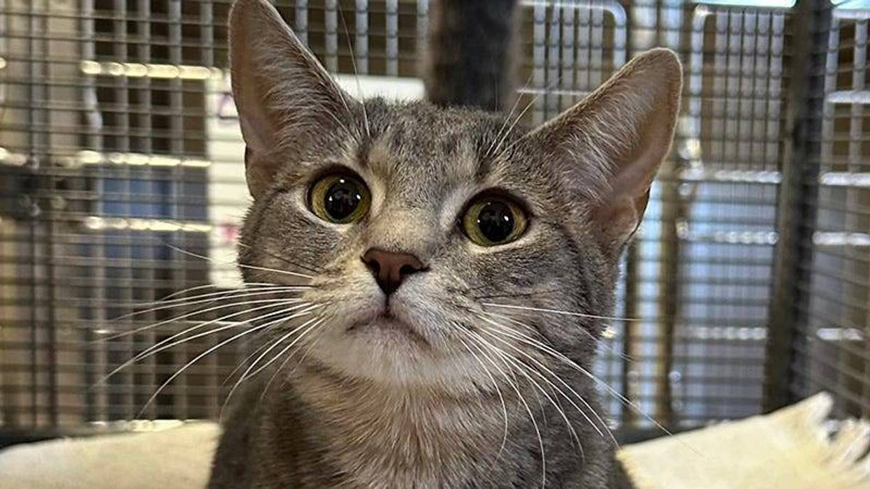 grey cat with such a sweet face