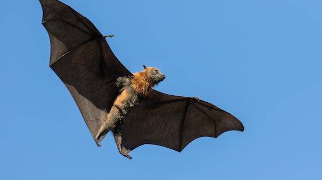 Grey-headed Flying Fox in flight