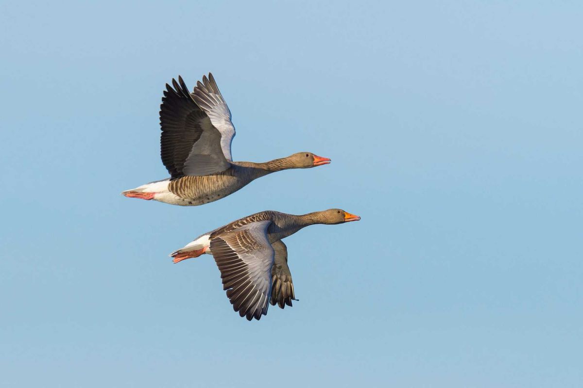 Greylag Geese.
