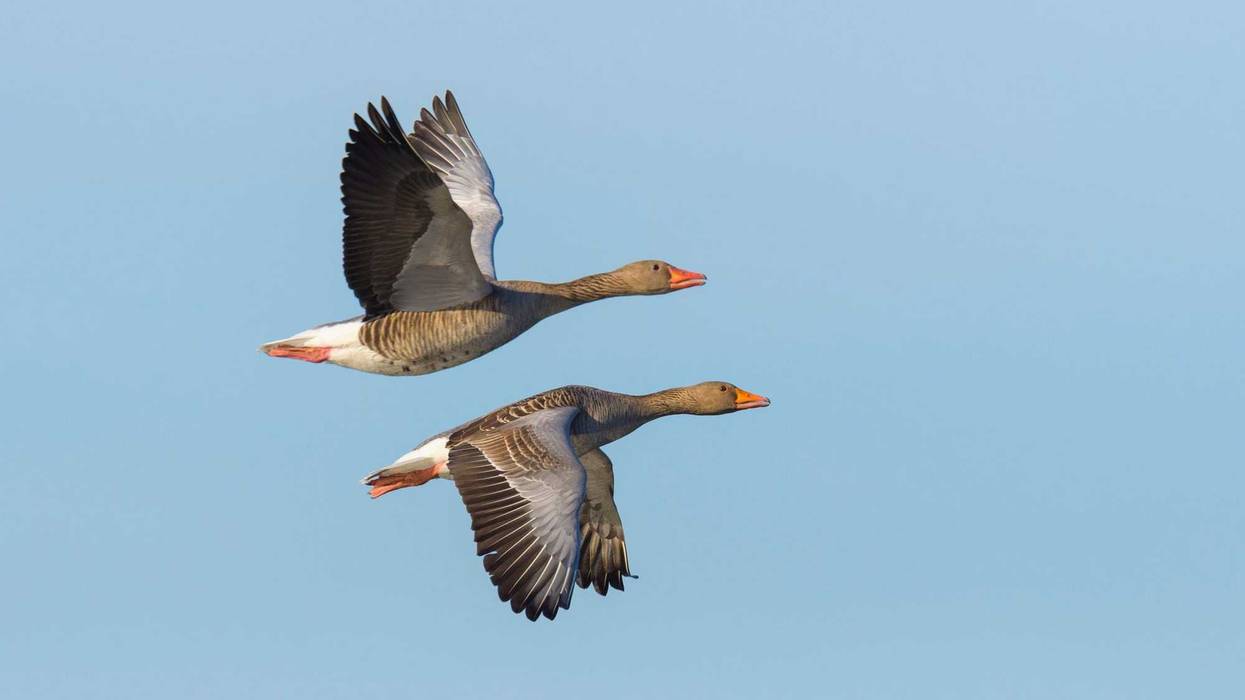 Greylag Geese.