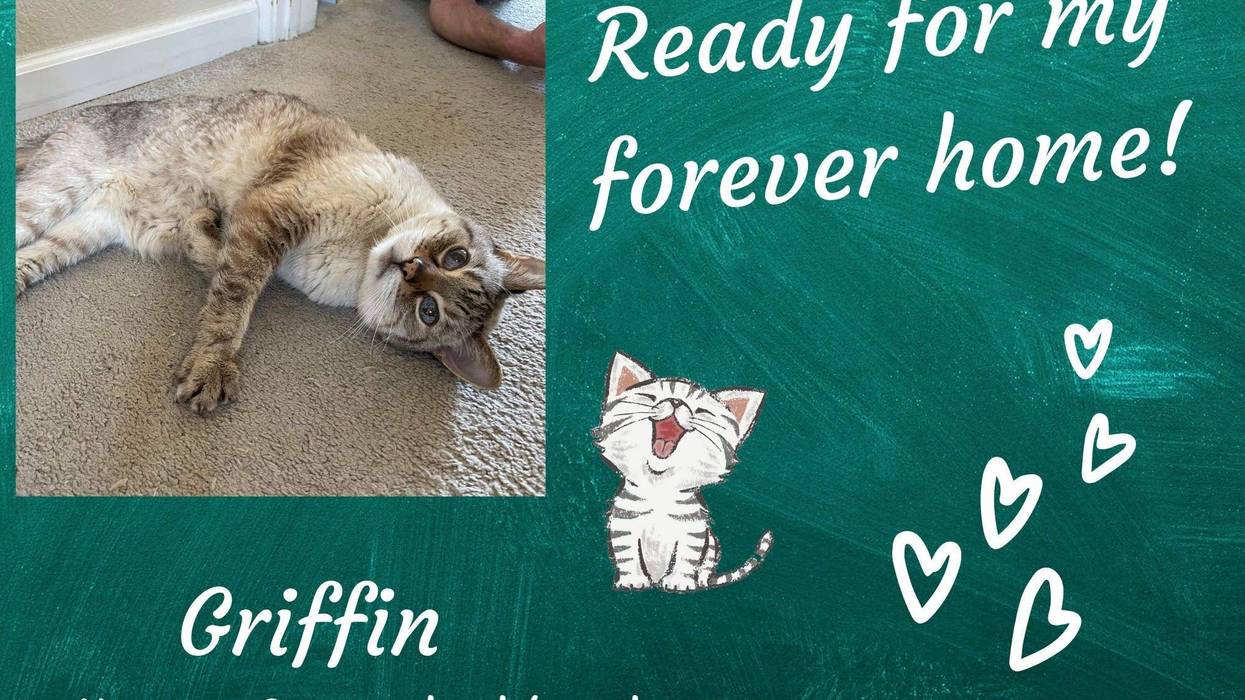 Griffin, a fourteen year old light brown and white cat