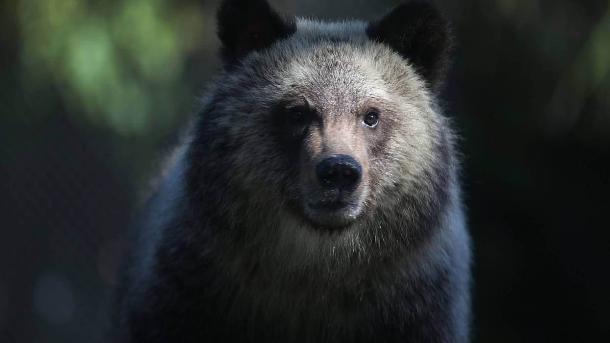 Grizzly bear cub named Juneau stands during her first day out in the public at the Palm Beach Zoo on December 17, 2015 in West Palm Beach, Florida.