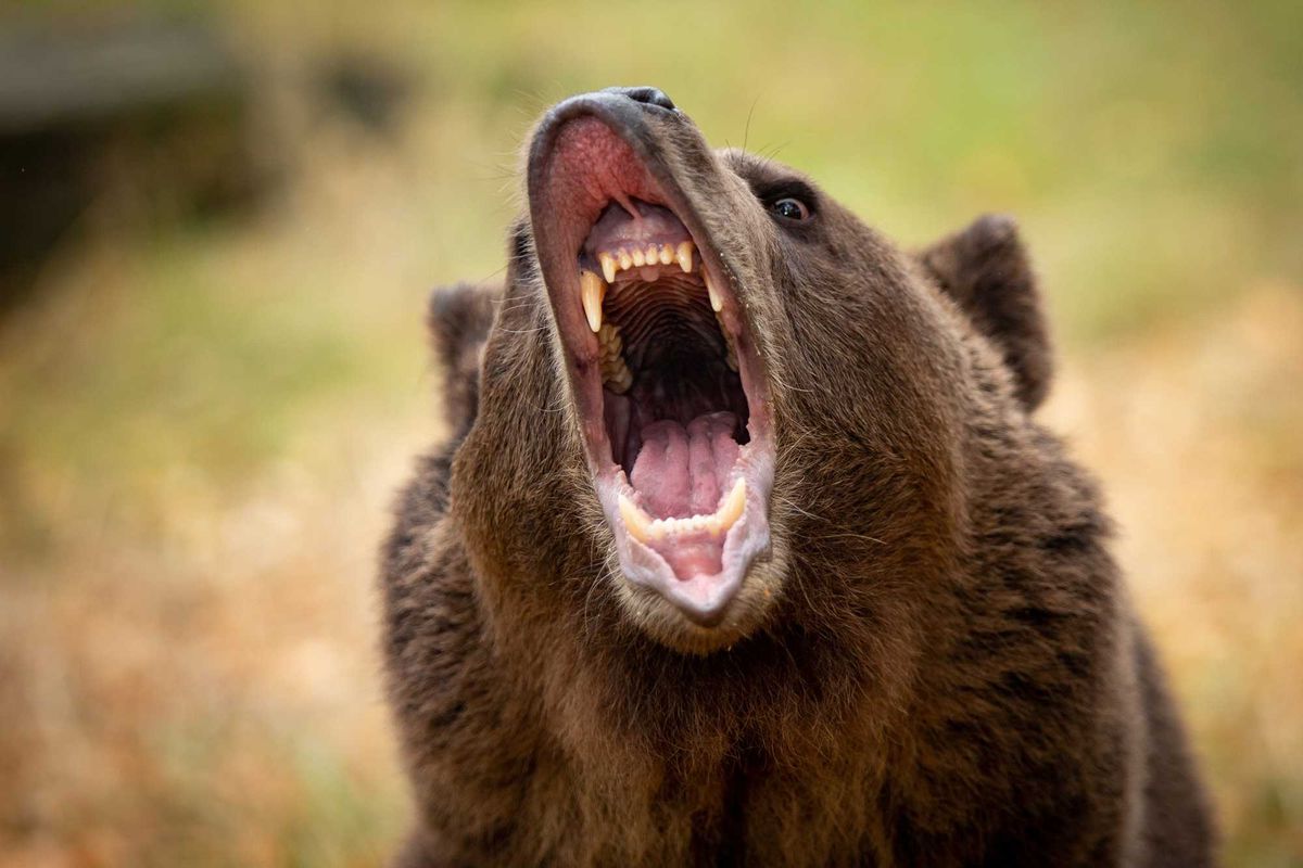 Grizzly bear growling in the woods.