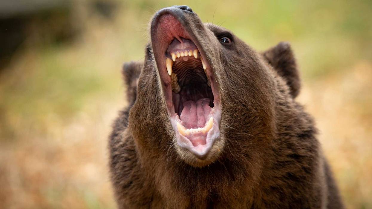 Grizzly bear growling in the woods.
