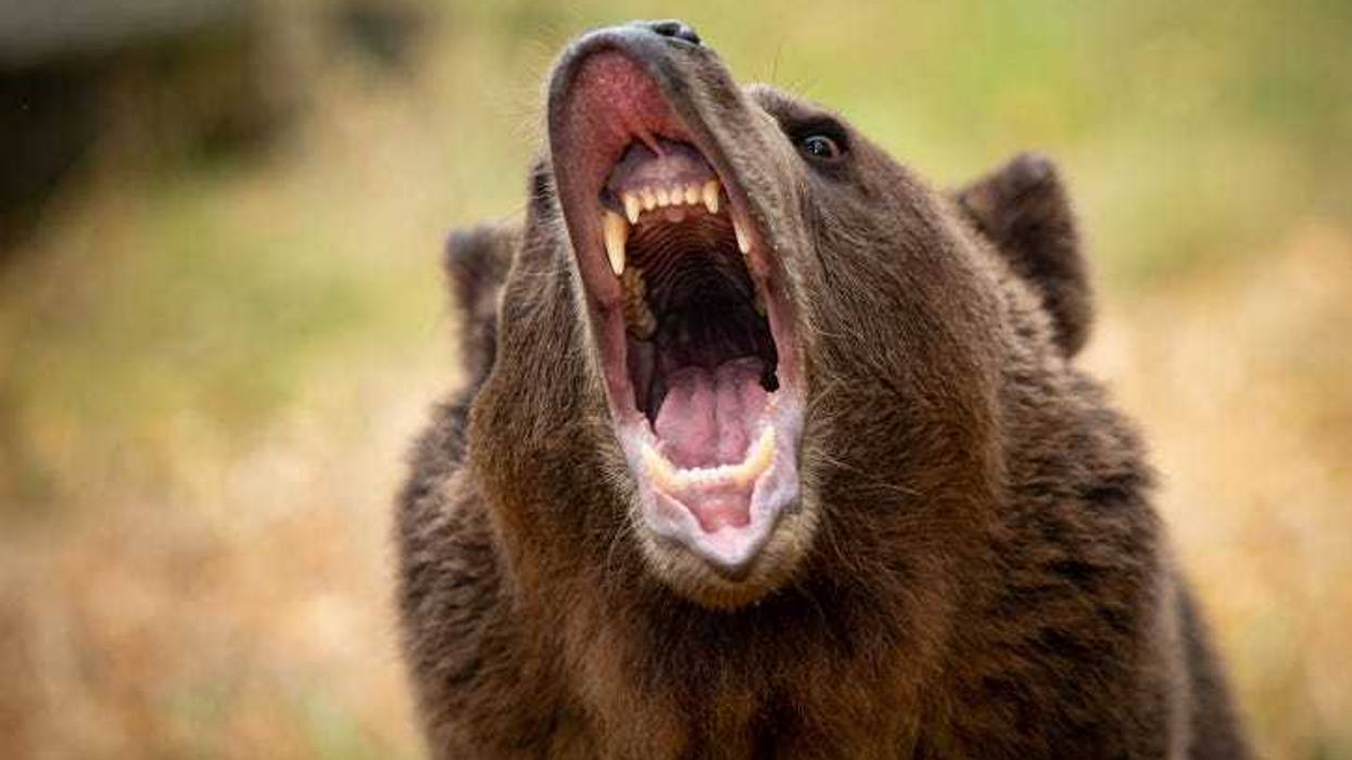 Grizzly bear growling.
