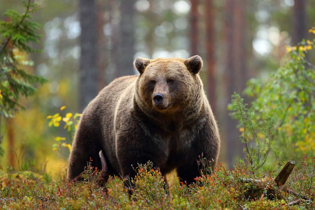 Grizzly bear in a forest.
