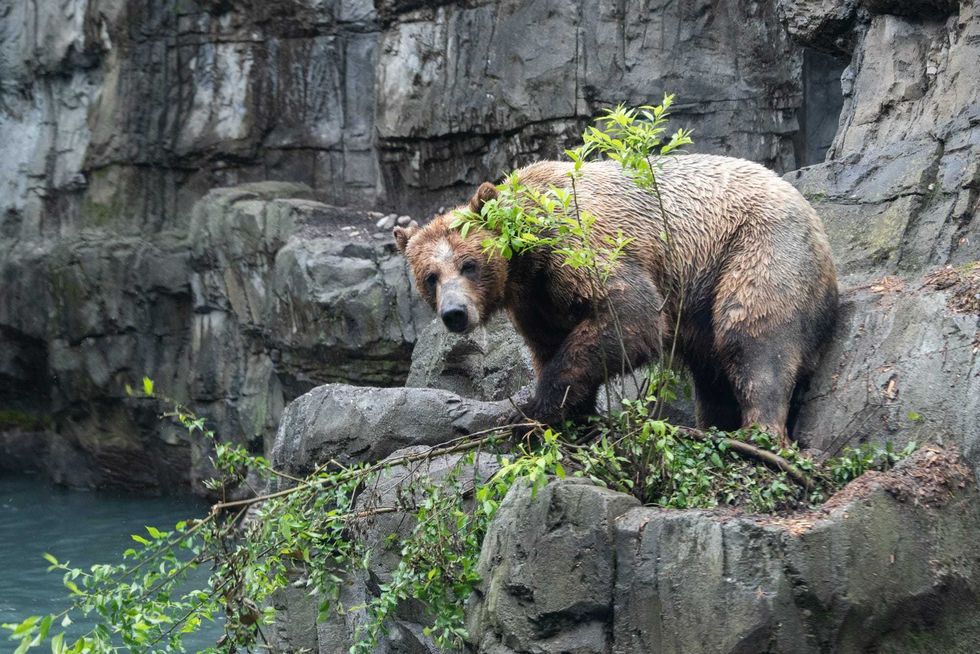 Grizzly bear in Central Park Zoo.
