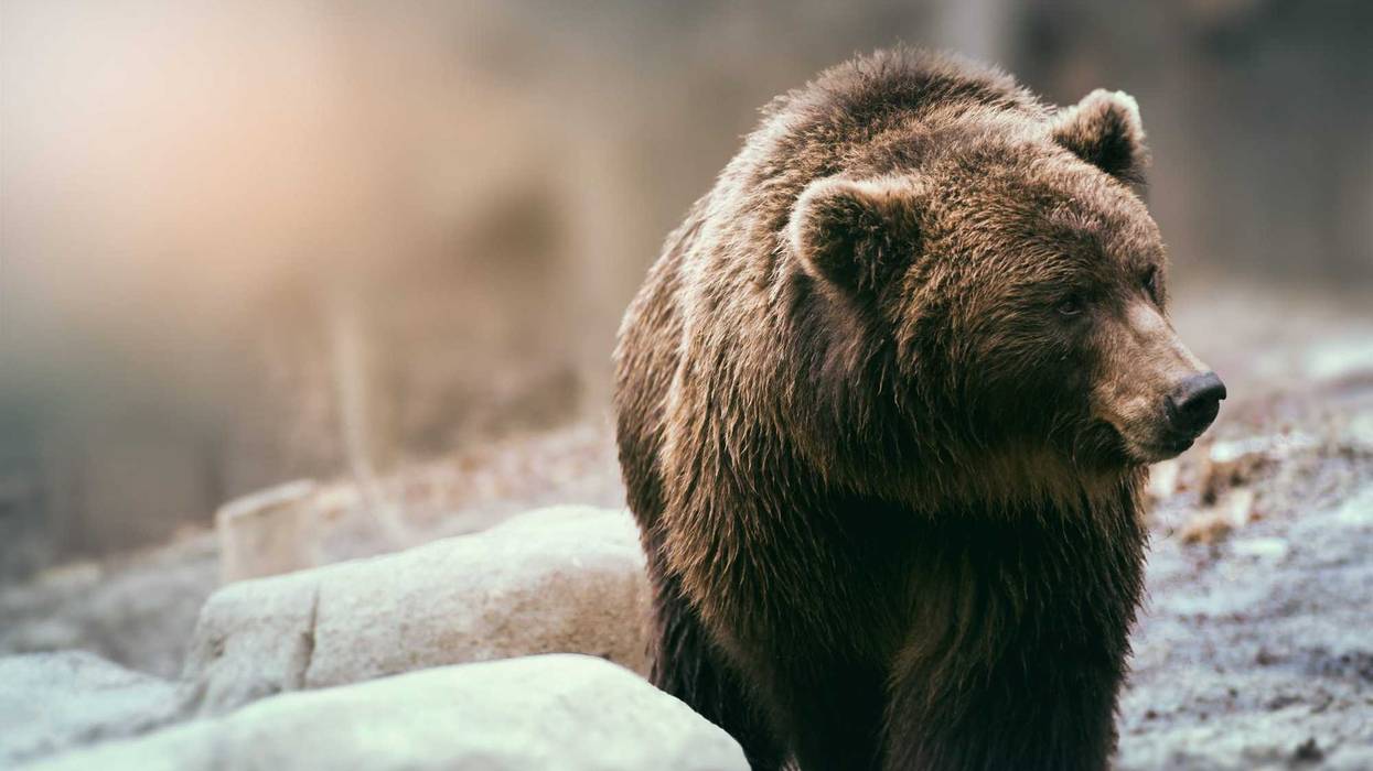 Grizzly bear stock photo.