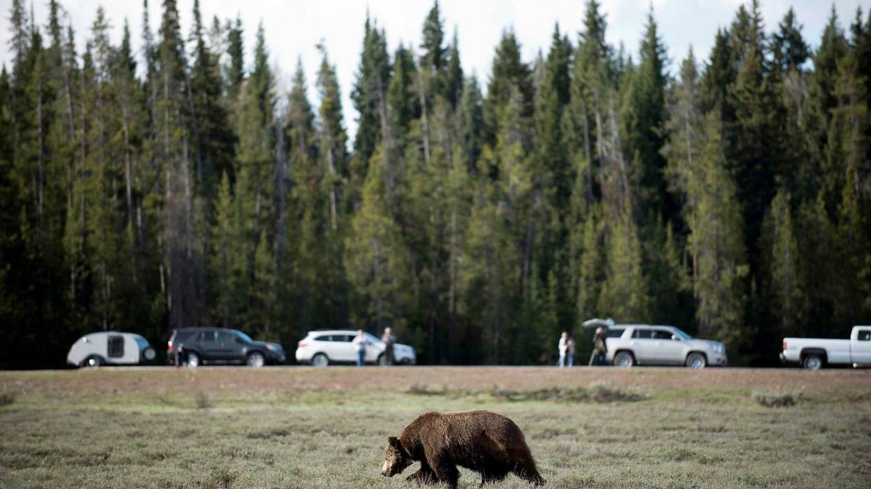 Grizzly Bears North Cascades
