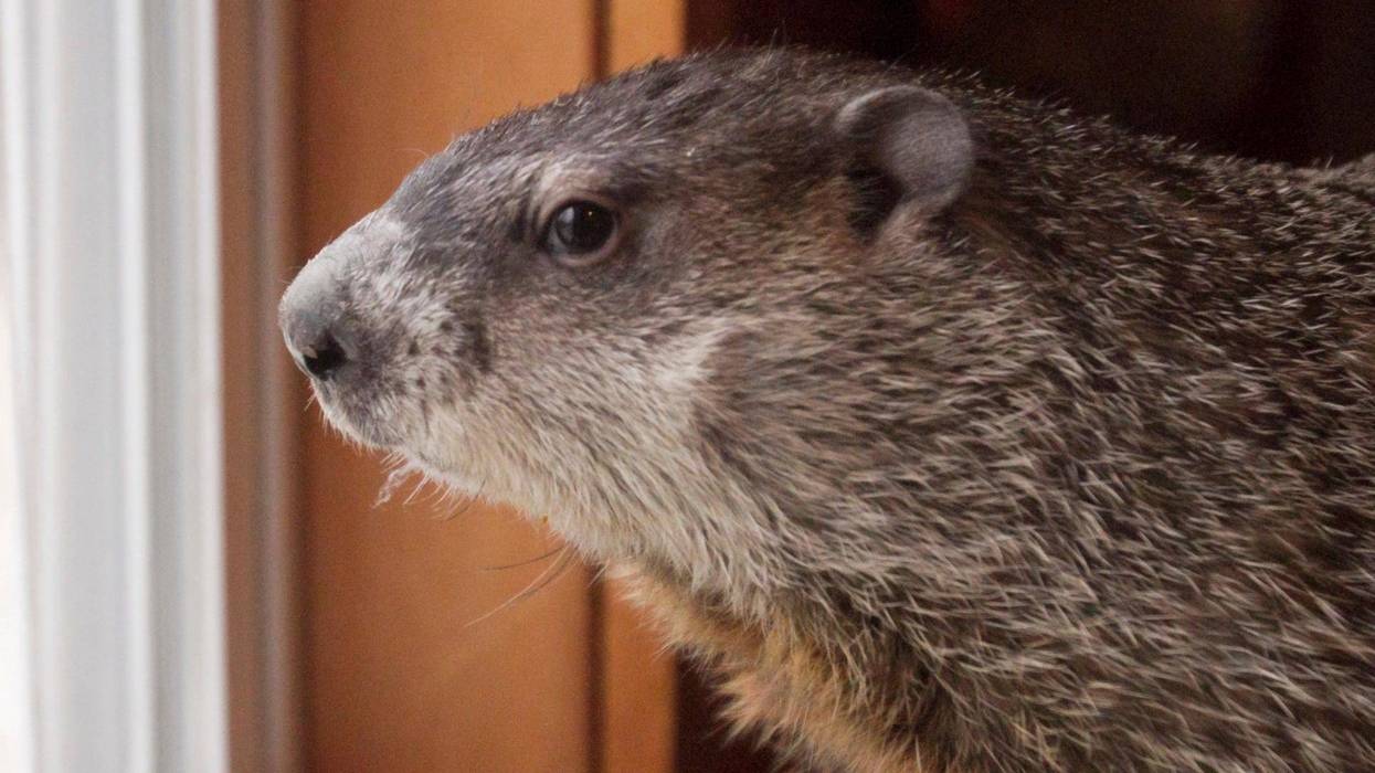 Groundhog prepares to predict the beginning of spring
