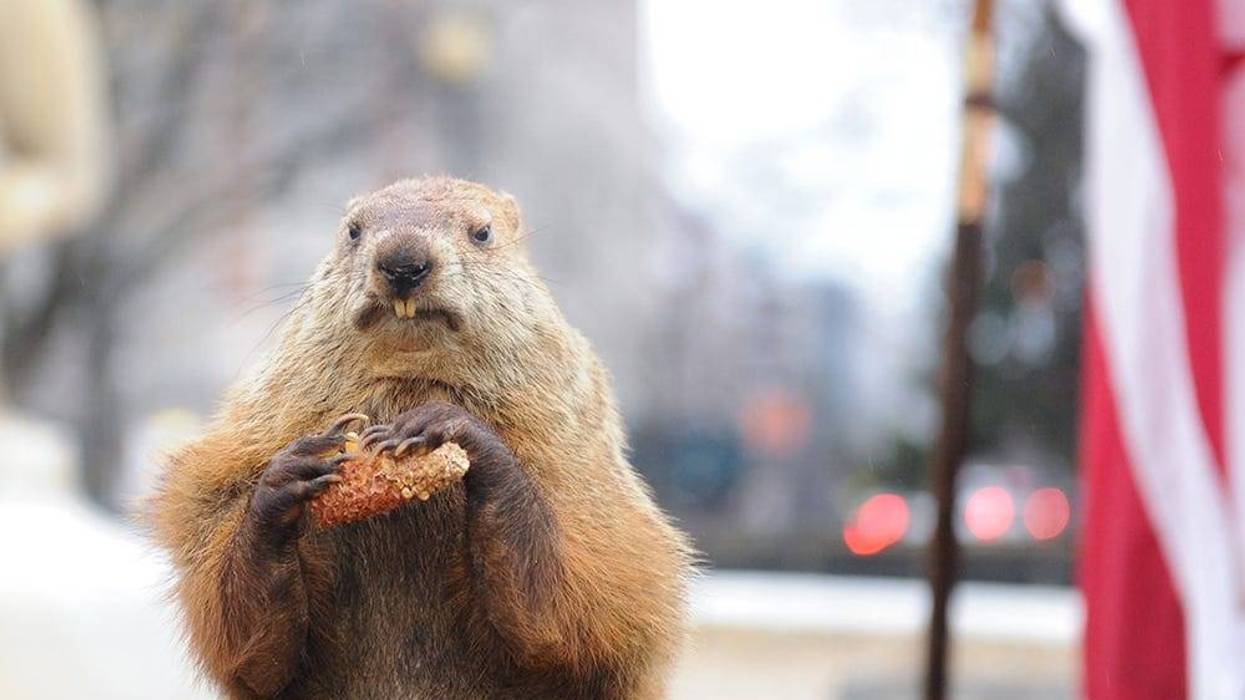Groundhog