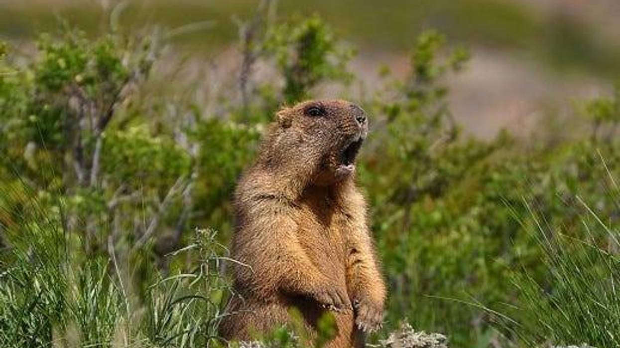 Groundhog