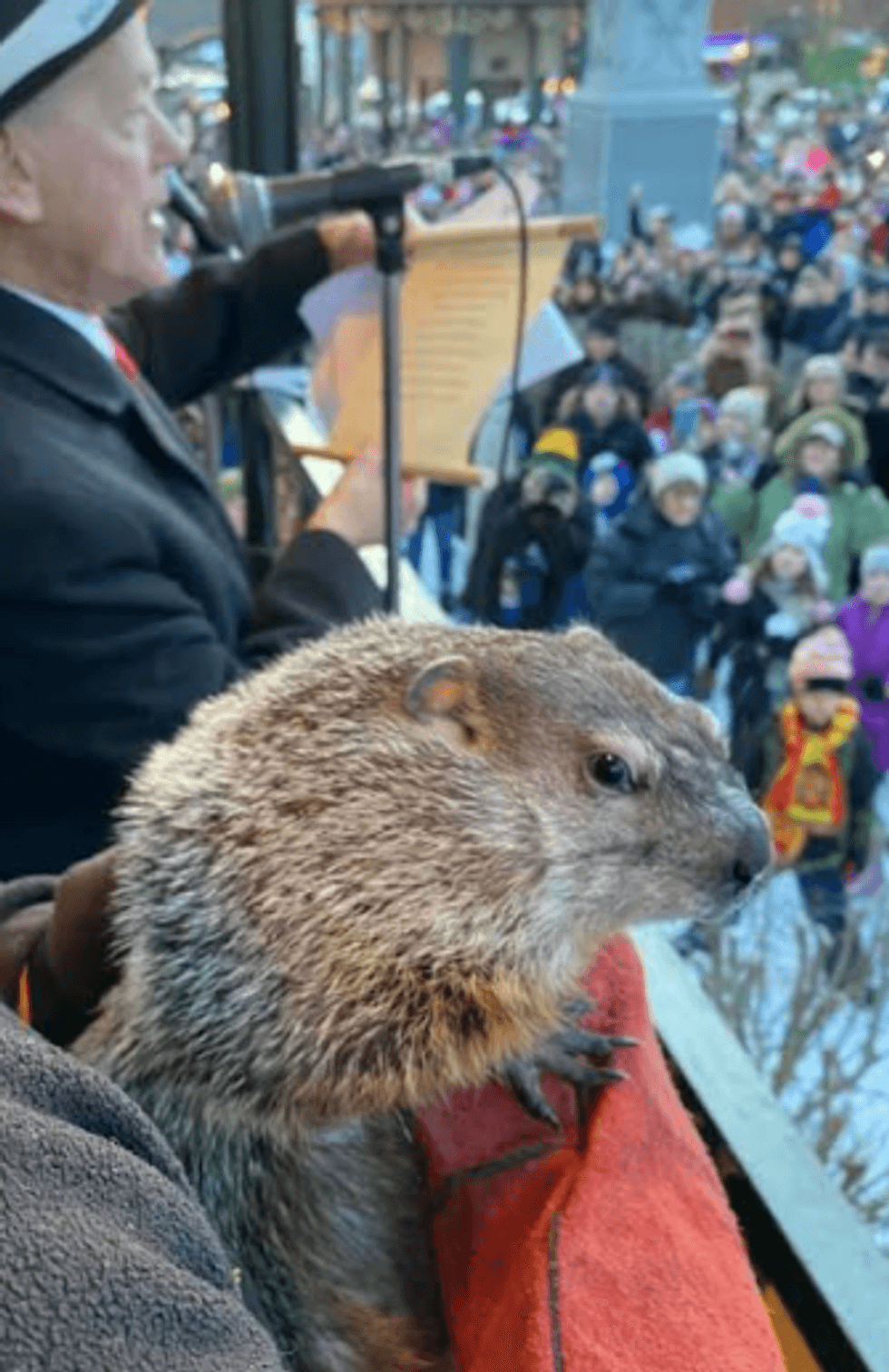 groundhog