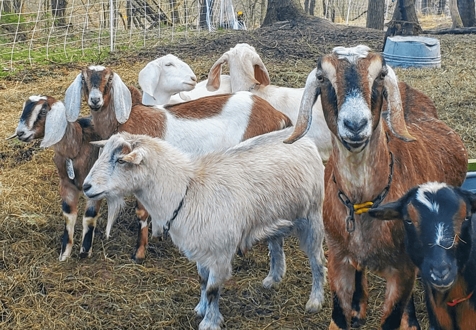 Group of goats