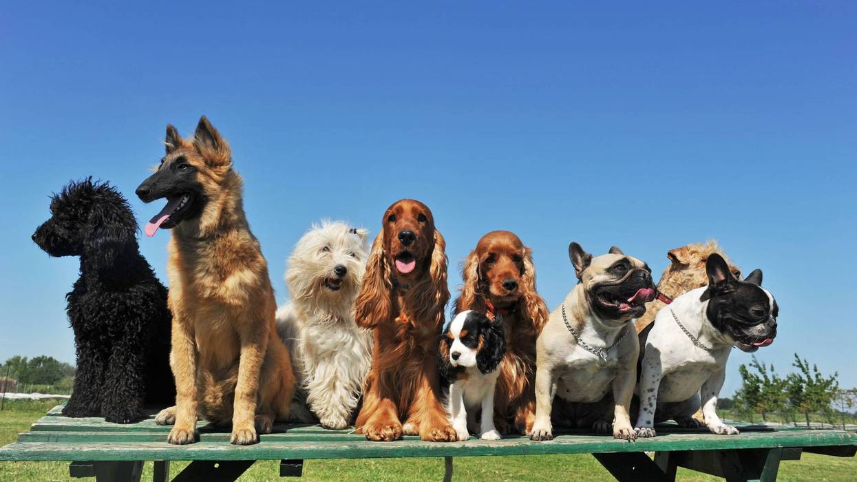 group of puppies purebred dogs on a table