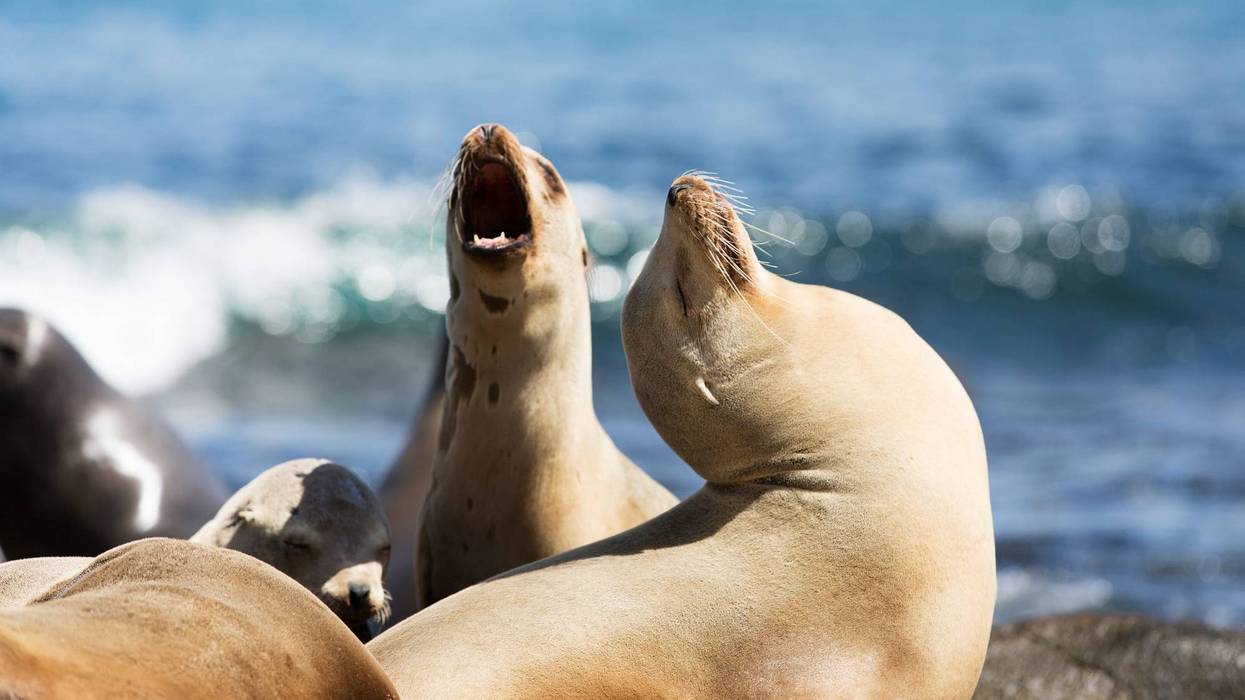 group of sea lions at the rocky beach in california