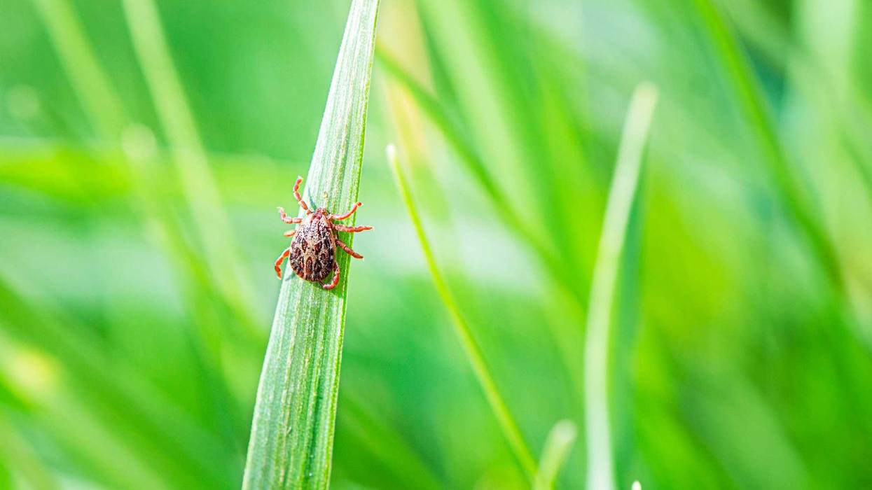Growing number of ticks becoming emerging public health issue