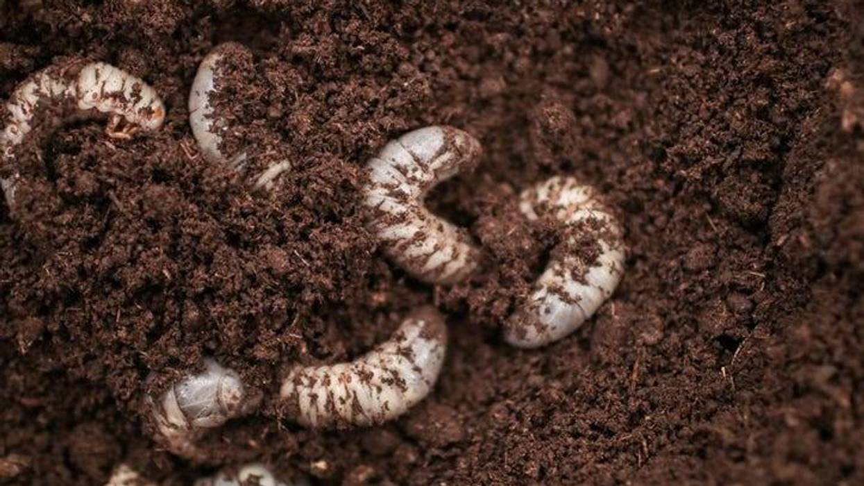 Grubs