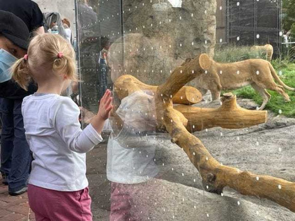 Guests will be able to see the lions both inside and outside of the Pepper Family Wildlife Center behind see-through walls. The new, larger habitat is built in roughly the same size as the previous one, but gone are the moats that separated the lions from guests. In their place are thick glass walls that will let visitors get right up close and personal.