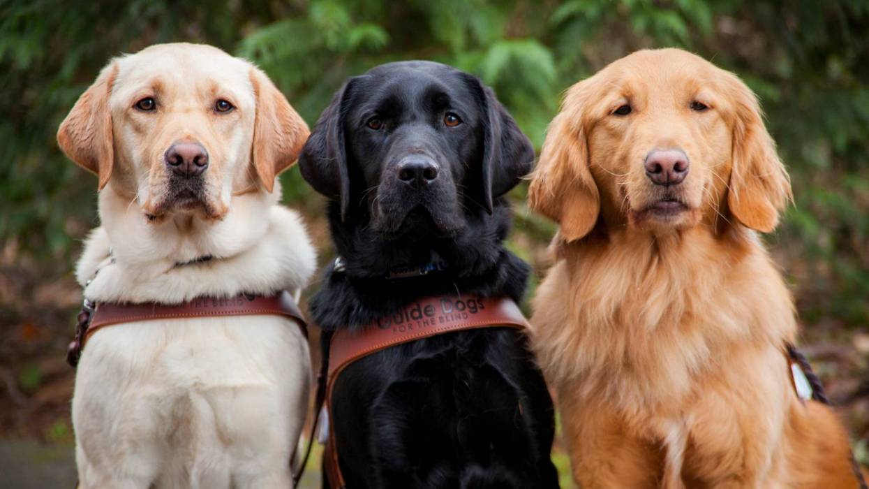 Guide Dog for the Blind