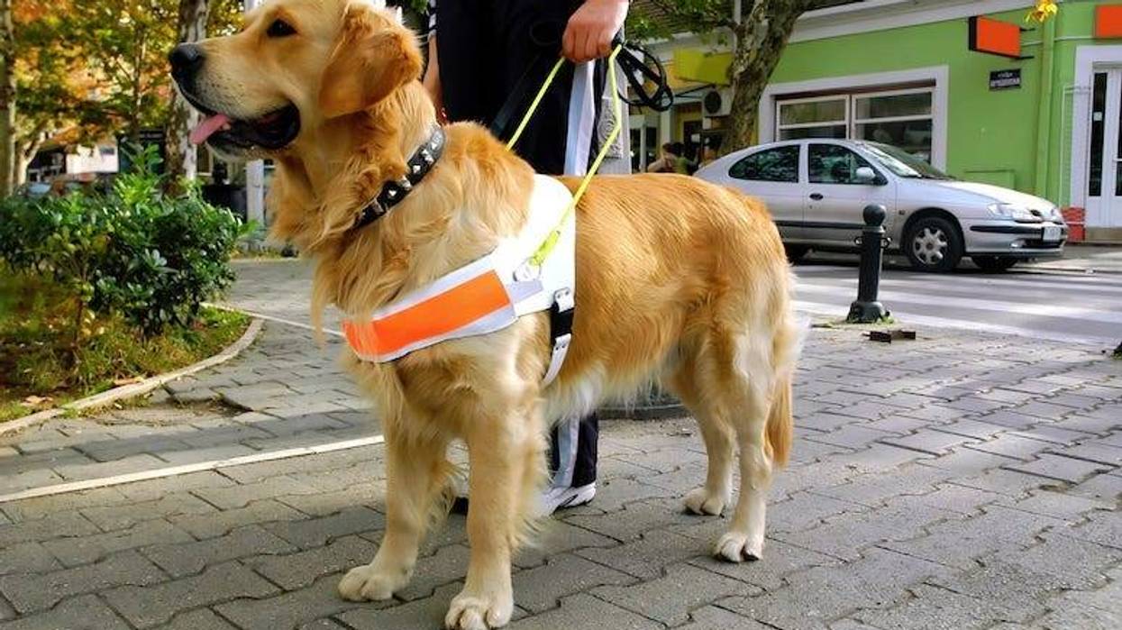 Guide Dog, Seeing Eye Dog, Blind Human, Pet, Owner, Animal, Pup, Dog, Golden Retriever