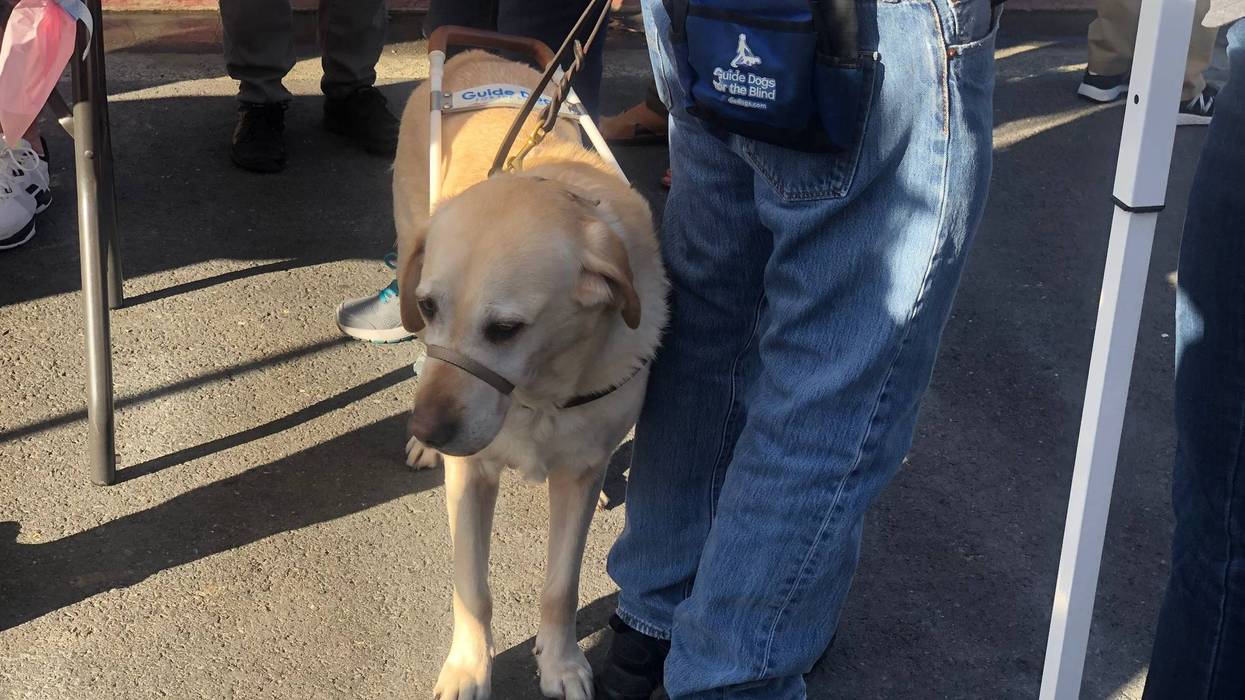 Guide Dogs For the Blind