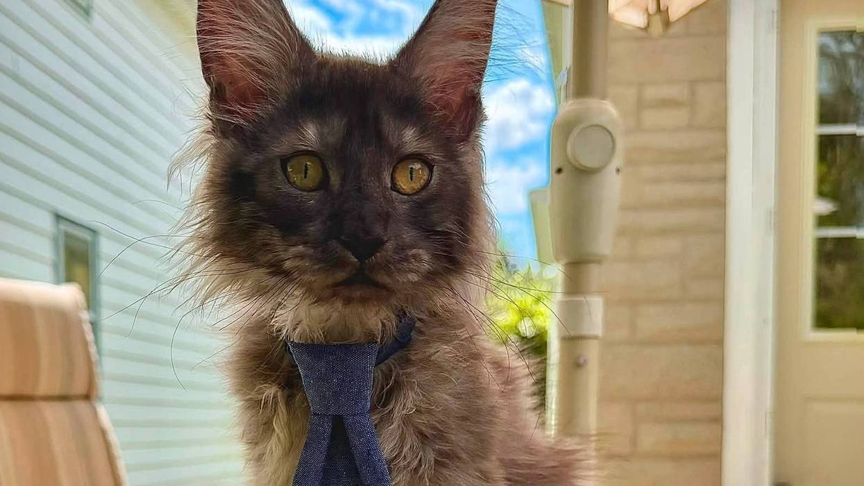 Guinness World Record holder Erebus Anomaly, a Maine Coon with 29 toes.