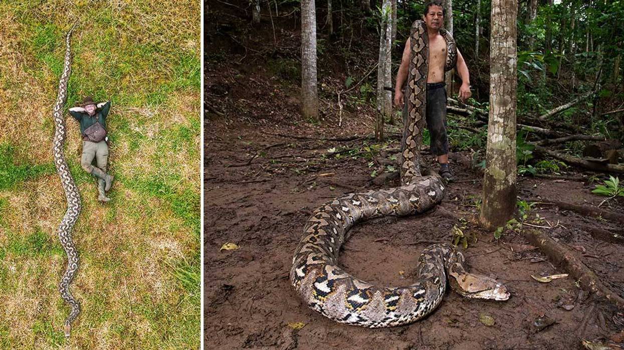 Guinness World Records has officially confirmed that a reticulated python discovered in the Maros region of Indonesia is the longest wild snake ever formally measured, clocking in at 23 feet, 8 inches.