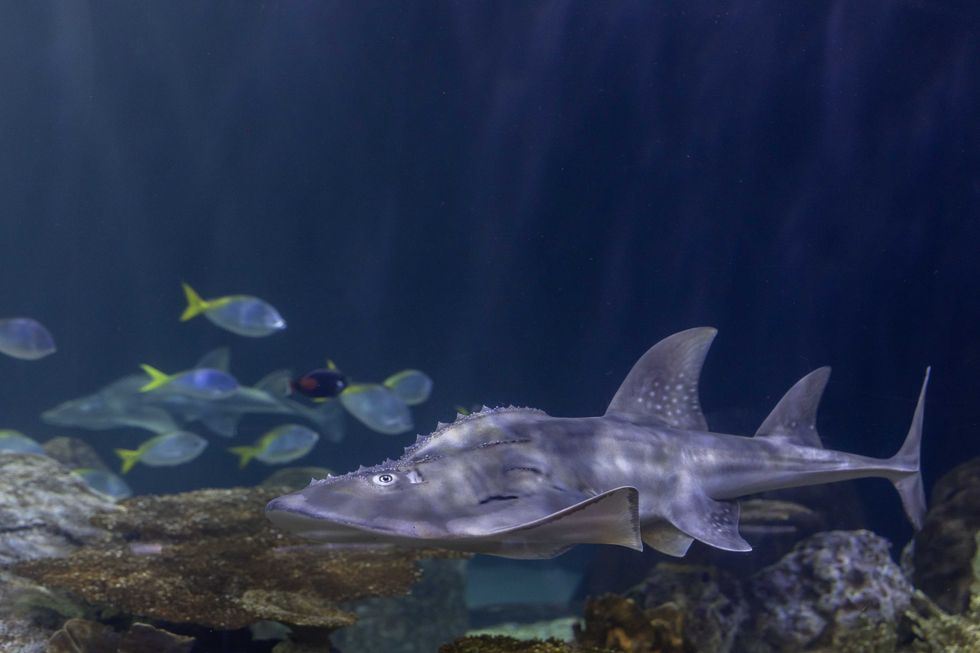 guitarfish swimming in reef tank