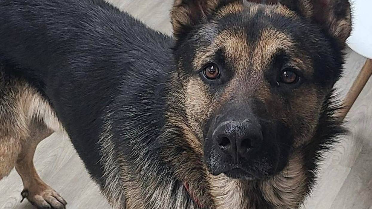 Gunter, a two year old German Shepherd up for adoption at ARE Animal Rescue's Banning shelter