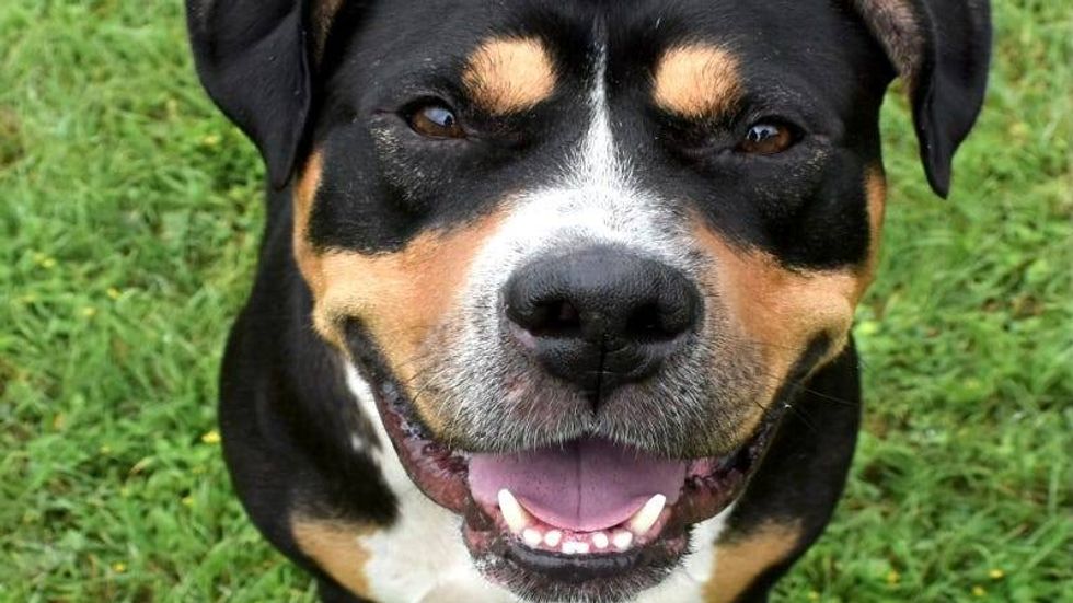 Gunther @ Austin Humane Society 7/02/24